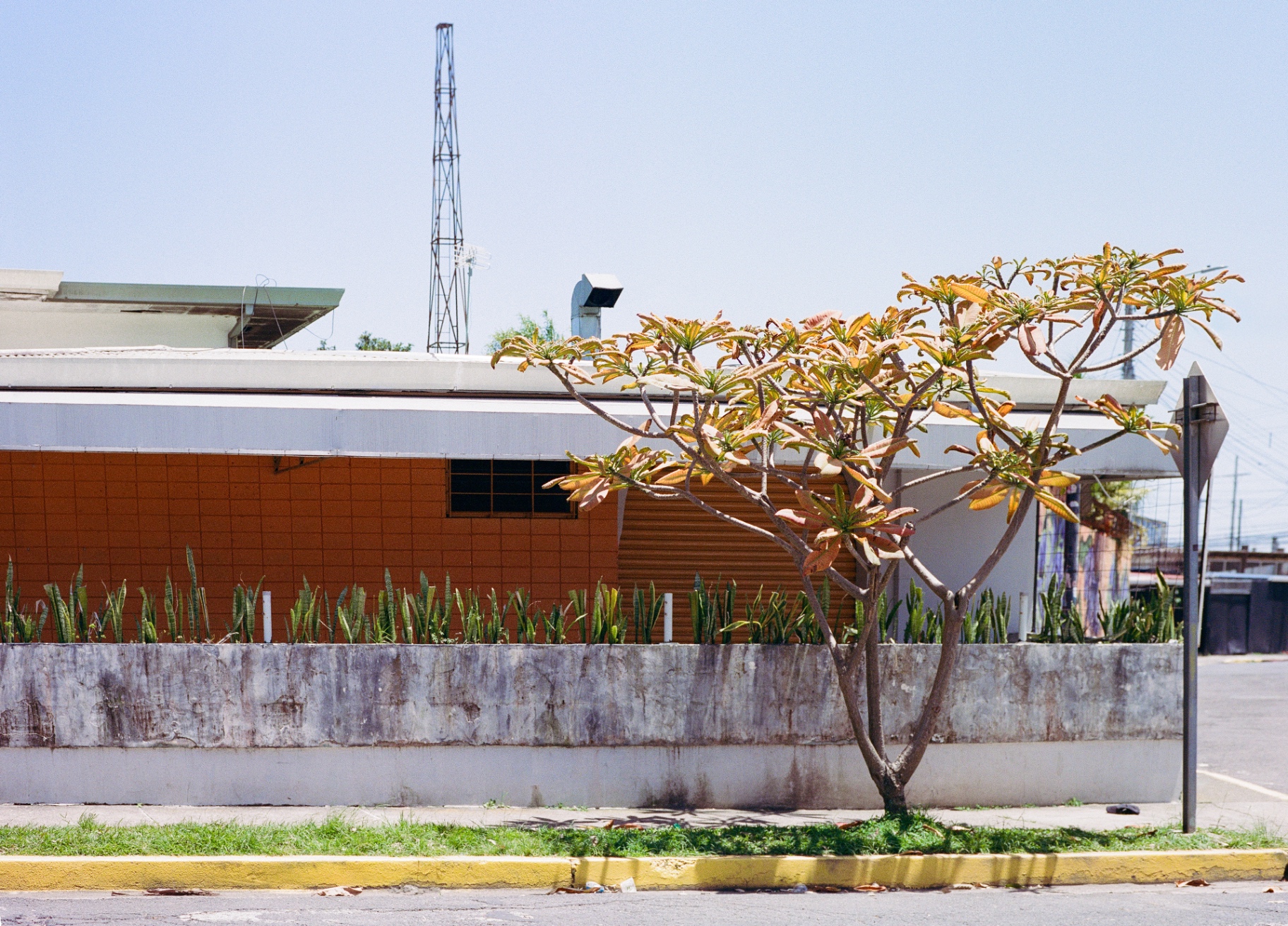 Frangipani-Baum und Funkmast vor einem orangefarbenen Gebäude in Costa Rica